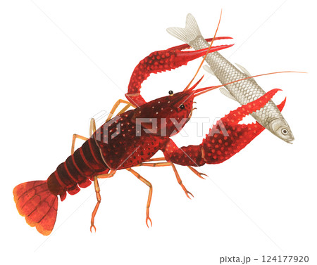小魚を捕えたアメリカザリガニ 小魚を捕えたアメリカザリガニ 124177920