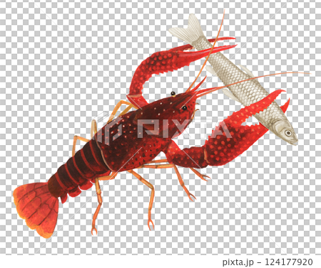 小魚を捕えたアメリカザリガニ 小魚を捕えたアメリカザリガニ 124177920