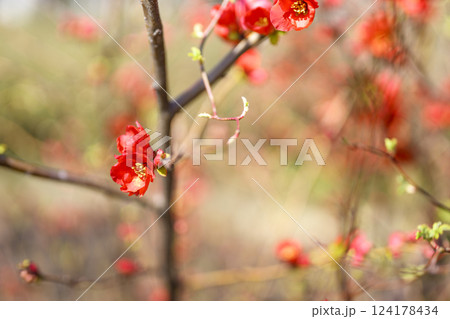 ボケの花 春の花  赤い花 お花 3月 124178434
