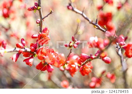 ボケの花 春の花 赤い花 お花 3月 ボケの花 春の花 赤い花 お花 3月 124178455