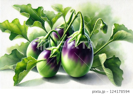 ナス・賀茂茄子 124178594