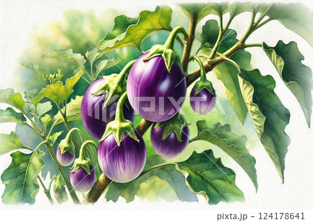 ナス・賀茂茄子 ナス・賀茂茄子 124178641