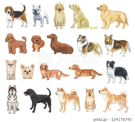いろいろな犬のイラストセット いろいろな犬のイラストセット 124178743
