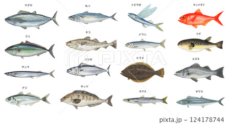 海魚のイラストセット 124178744