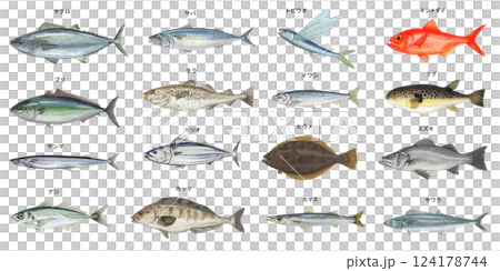 海魚のイラストセット 124178744