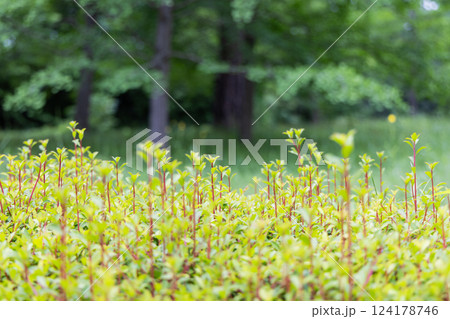 垣根の新芽風景 垣根の新芽風景 124178746