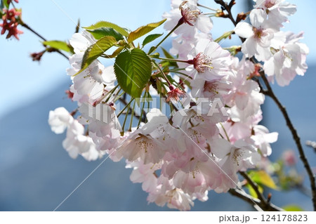 桜の花と山を背景にした桜 124178823