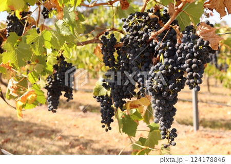 オーストラリアメルボルンのヤラバレーにあるワイナリーの完熟ブドウ オーストラリアメルボルンのヤラバレーにあるワイナリーの完熟ブドウ 124178846