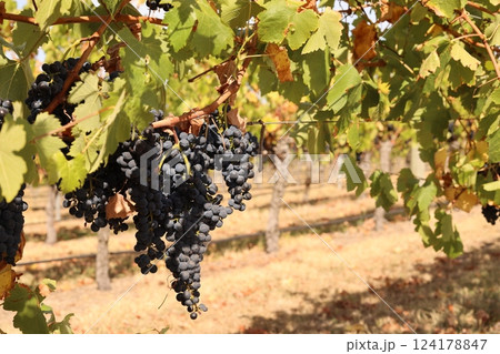 オーストラリアメルボルンのヤラバレーにあるワイナリーの完熟ブドウ オーストラリアメルボルンのヤラバレーにあるワイナリーの完熟ブドウ 124178847