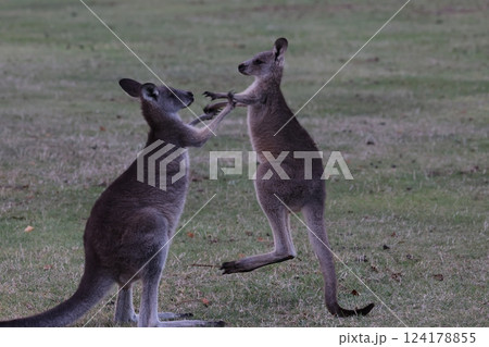 オーストラリアカンガルーの親子が遊ぶところ オーストラリアカンガルーの親子が遊ぶところ 124178855