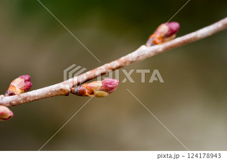 桜 河津桜 (かわづざくら) の蕾 桜 河津桜 (かわづざくら) の蕾 124178943