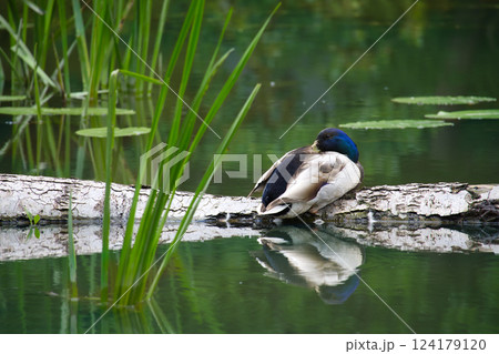 Solitary Mallard Duck Resting on Log in a Serene Green Pond Solitary Mallard Duck Resting on Log in a Serene Green Pond 124179120