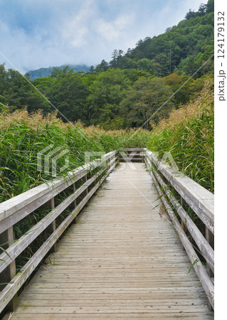 奥日光湯元温泉 湯ノ平湿原(栃木県日光市) 奥日光湯元温泉 湯ノ平湿原(栃木県日光市) 124179132