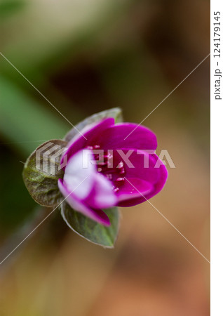 雪割草 赤紫 雪割草 赤紫 124179145