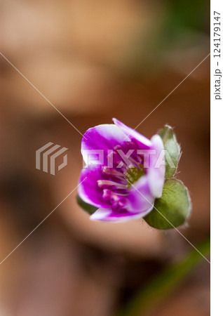 雪割草 赤紫 雪割草 赤紫 124179147