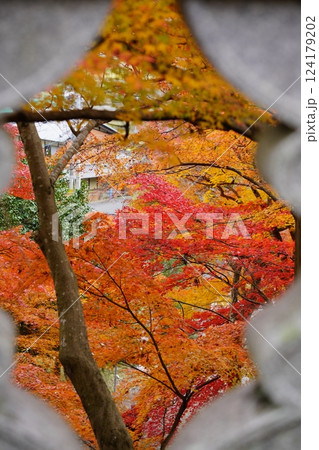 2024年京都・和束・正法寺の紅葉 124179202