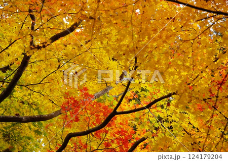2024年京都・和束・正法寺の紅葉 2024年京都・和束・正法寺の紅葉 124179204