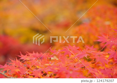 2024年京都・和束・正法寺の紅葉 2024年京都・和束・正法寺の紅葉 124179207