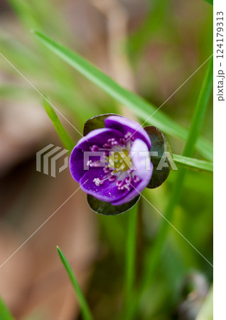雪割草 紫 雪割草 紫 124179313