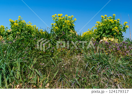 菜の花と仏の座 菜の花と仏の座 124179317