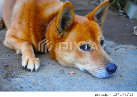伏せた状態でこちらを見つめる犬 伏せた状態でこちらを見つめる犬 124179712