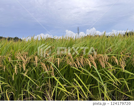 実った稲穂 124179720