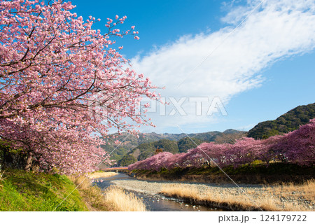 風景河津桜満開の季節 124179722
