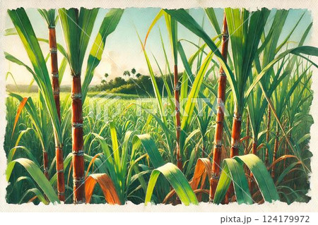 さとうきび畑のイラスト素材 [124179972] - PIXTA