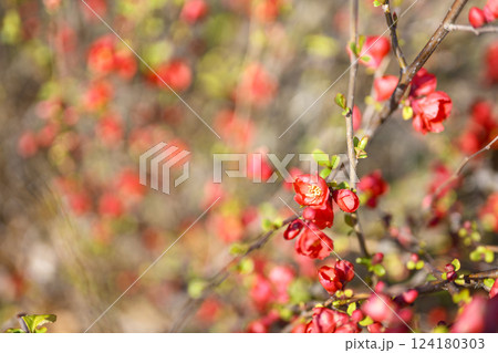 ボケの花 春の花  赤い花 お花 3月 124180303