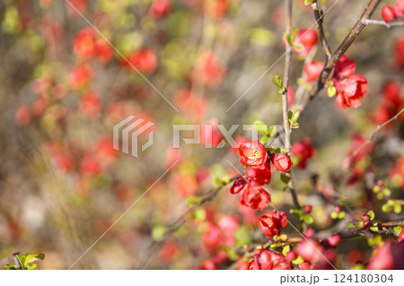 ボケの花 春の花  赤い花 お花 3月 124180304