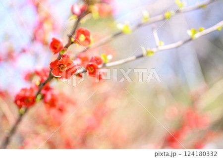 ボケの花 春の花  赤い花 お花 3月 124180332