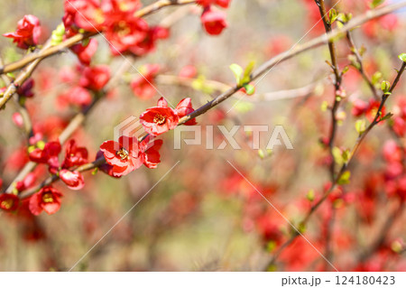 ボケの花 春の花  赤い花 お花 3月 124180423