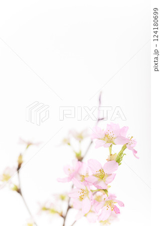 桜（白バック） 124180699