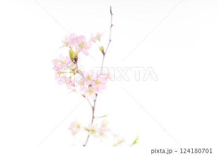 桜（白バック） 124180701