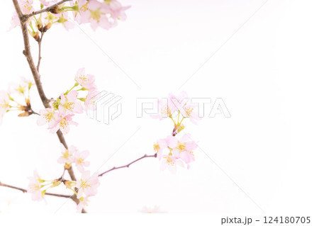 桜(白バック) 桜(白バック) 124180705