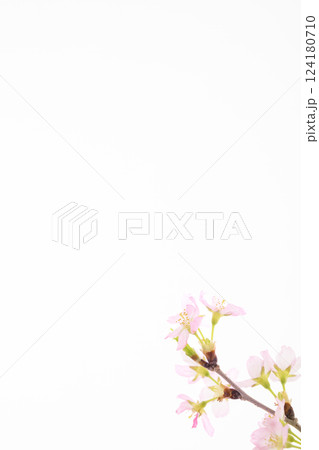 桜（白バック） 124180710