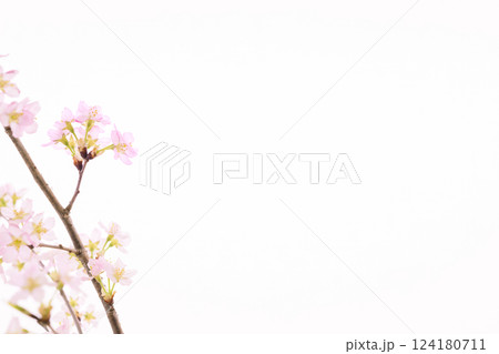 桜(白バック) 桜(白バック) 124180711