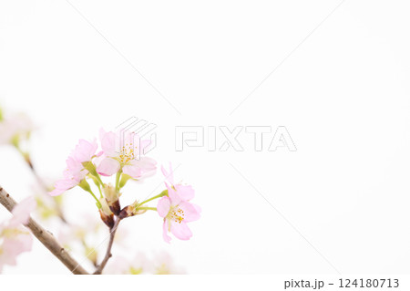 桜（白バック） 124180713