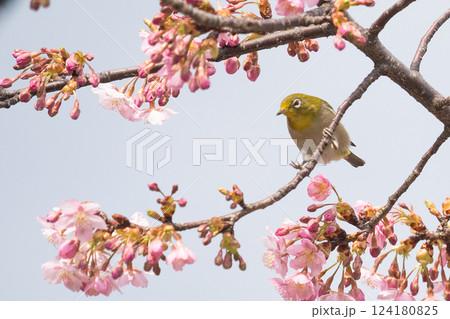 満開の河津桜と戯れるメジロ 124180825