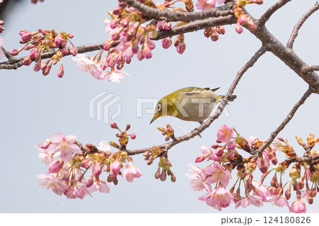 満開の河津桜と戯れるメジロ 満開の河津桜と戯れるメジロ 124180826