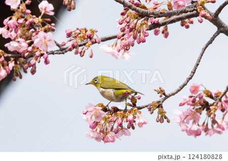 満開の河津桜と戯れるメジロ 124180828