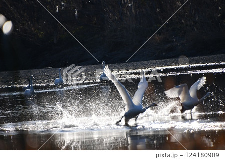 着水する白鳥 124180909