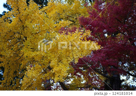 イチョウとモミジが織りなす秋の美しい彩り	 124181014