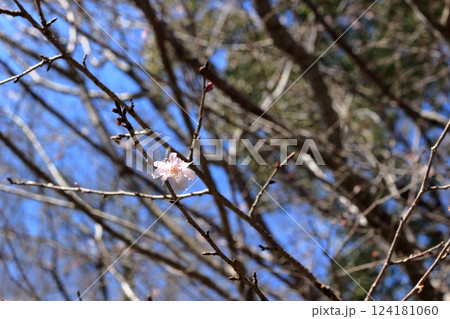 梅の花一輪 梅の花一輪 124181060