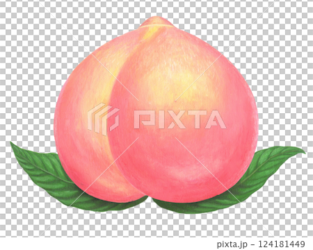 Illustration of a peach with leaves 124181449