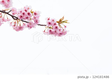 初春の陽光を受けてピンクに輝く河津桜 初春の陽光を受けてピンクに輝く河津桜 124181486