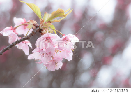 初春の陽光を受けてピンクに輝く河津桜 124181526