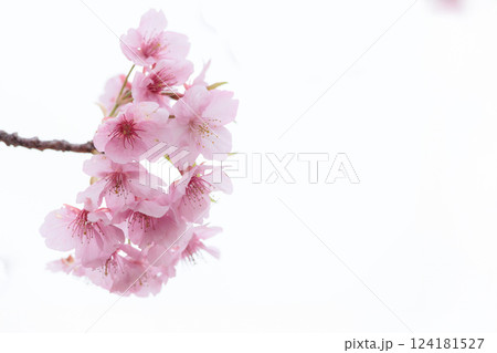 初春の陽光を受けてピンクに輝く河津桜 124181527