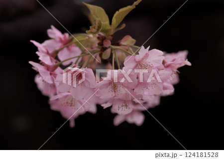 初春の陽光を受けてピンクに輝く河津桜 124181528