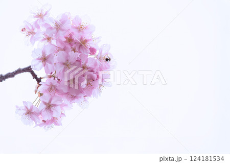 初春の陽光を受けてピンクに輝く河津桜 124181534